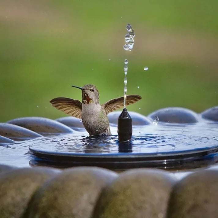 💝 Bomba de fuente solar compacta para aves – ¡Mantén tu jardín vivo! 🐦️